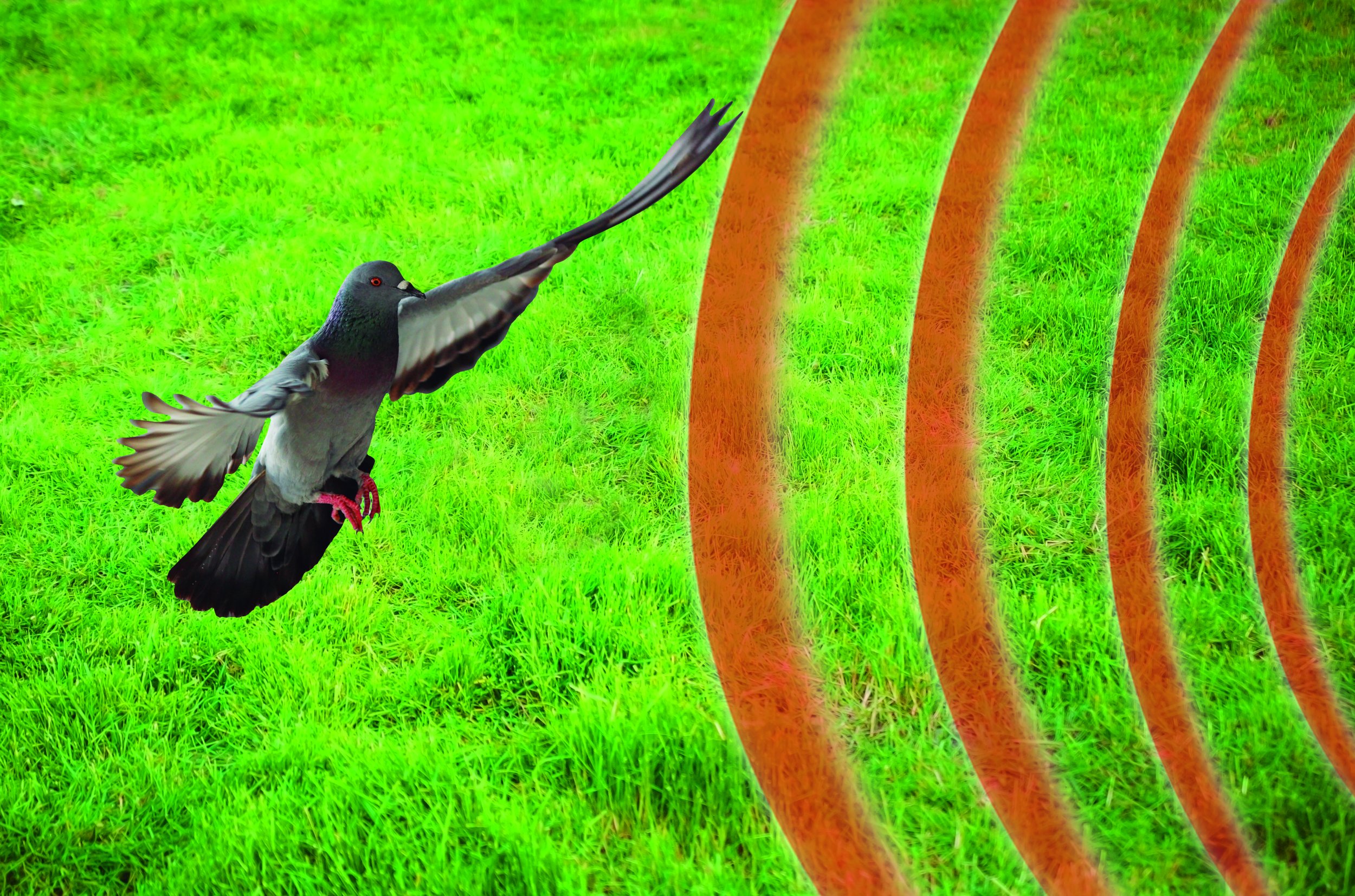 _ Garteneule Owl Guard - Bewegungsgesteuerter Tiervertreiber
