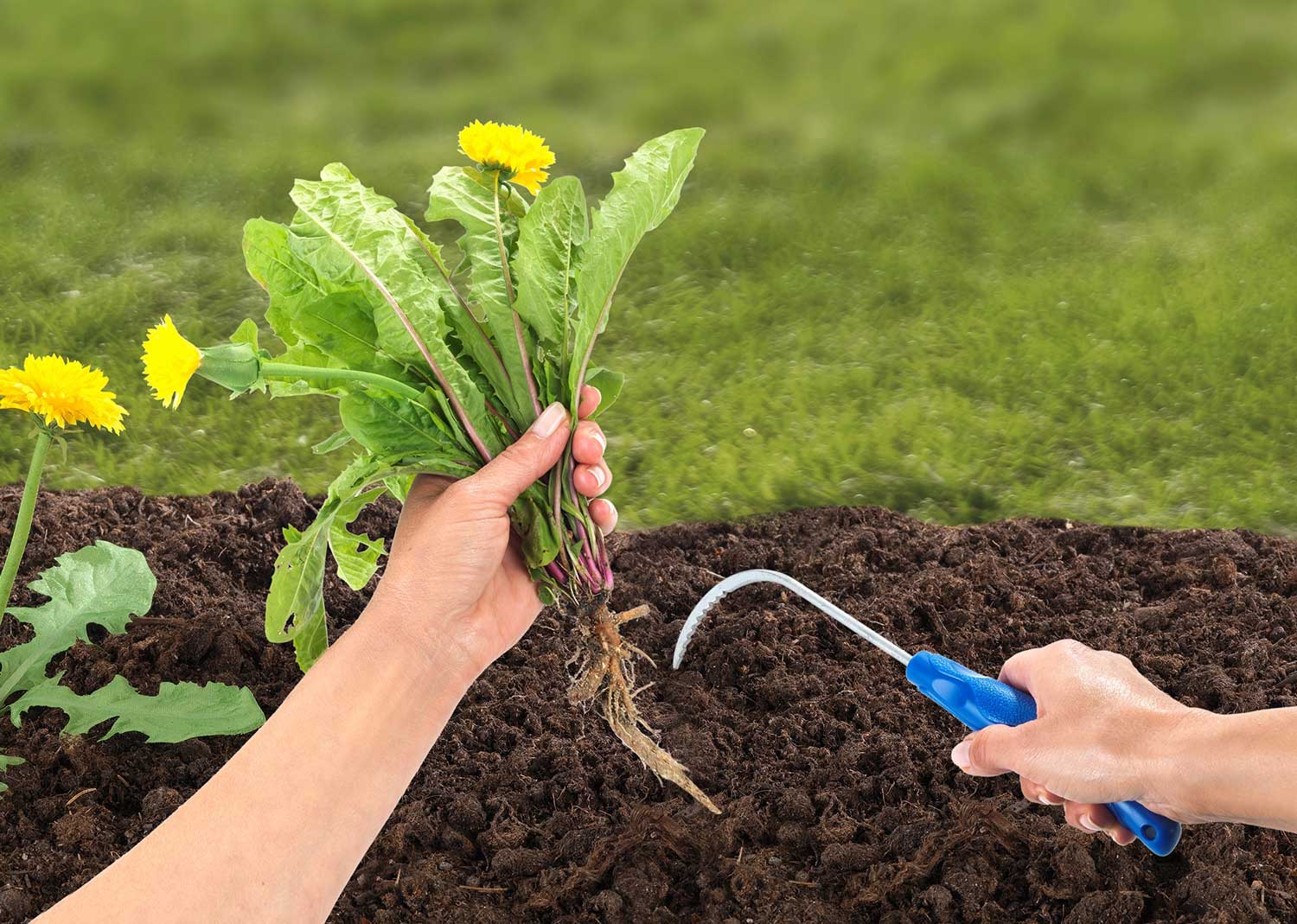 Wurzelgreifer mit Rillenstruktur erleichtert die Gartenarbeit