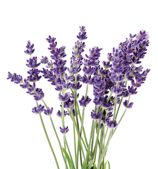 Seifenduft-Öl - 3er-Set - Kirschblüte, Pfirsich, Lavendel